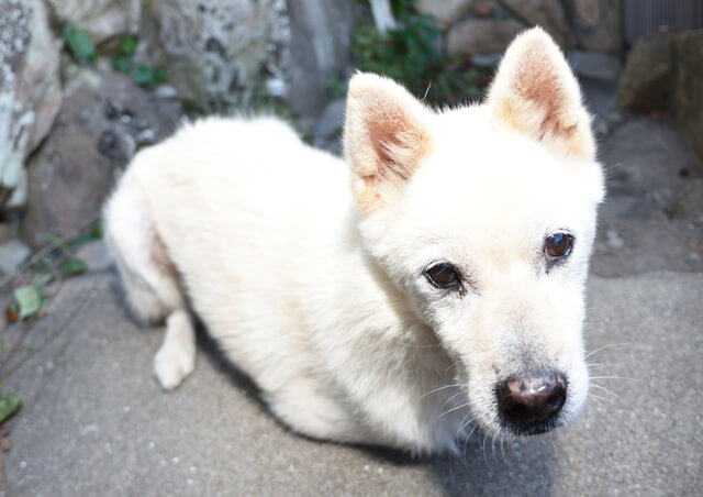 【MOFFME DOCTOR DOG】年齢によってフードを変える必要はある?-サムネイル画像